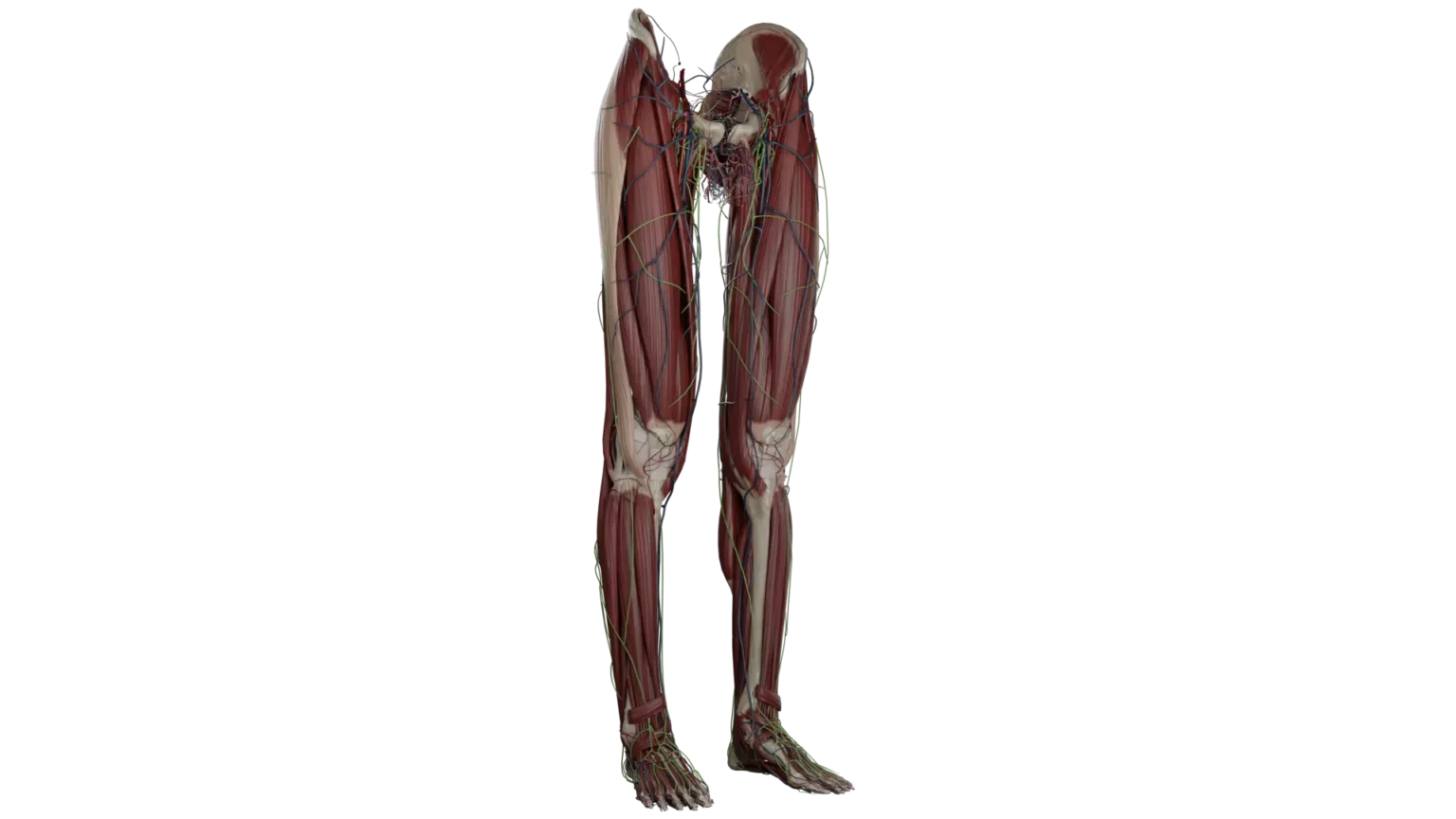 Anatomy visual data 4